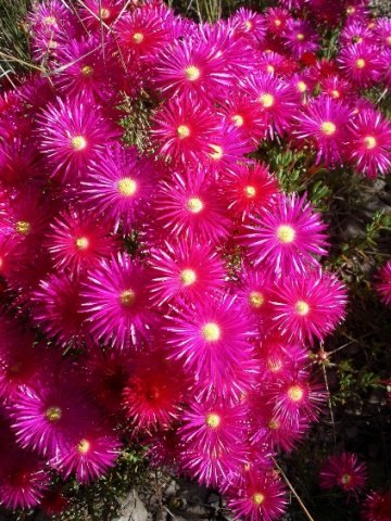 Lampranthus stenopetalus flowers